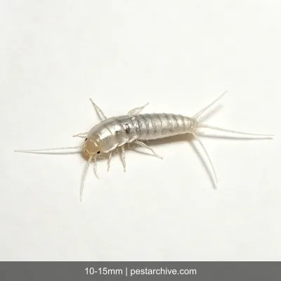 Pesciolini d'argento (Lepisma saccharina, Acciughina) | pestarchive.com
