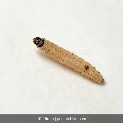 Pesciolini d'argento (Lepisma saccharina, Acciughina) | pestarchive.com