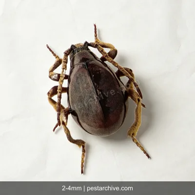 Kugelkäfer (Diebkäfer, Australischer Diebkäfer, Messingkäfer) | pestarchive.com