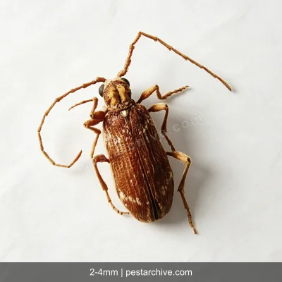 Kugelkäfer (Diebkäfer, Australischer Diebkäfer, Messingkäfer) | pestarchive.com