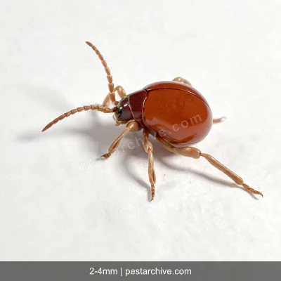 Kugelkäfer (Diebkäfer, Australischer Diebkäfer, Messingkäfer) | pestarchive.com