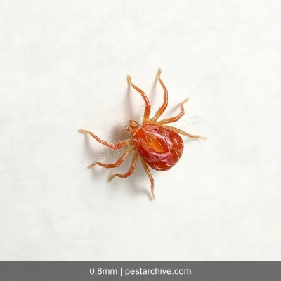 Acari dei ragni (Ragno rosso, Acaro rosso delle piante) | pestarchive.com