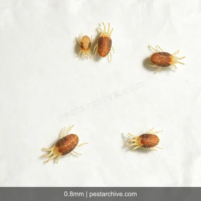Acari dei ragni (Ragno rosso, Acaro rosso delle piante) | pestarchive.com