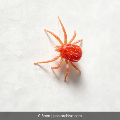 Acari dei ragni (Ragno rosso, Acaro rosso delle piante) | pestarchive.com