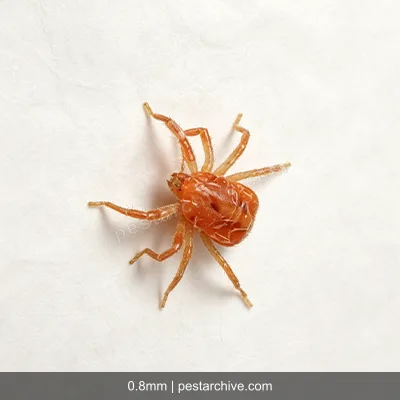 Acari dei ragni (Ragno rosso, Acaro rosso delle piante) | pestarchive.com