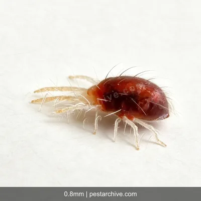 Acari dei ragni (Ragno rosso, Acaro rosso delle piante) | pestarchive.com