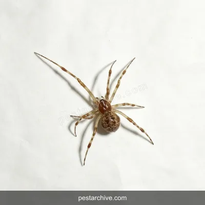 Ragni (Ragno domestico, Segestria, Ragno ballerino, Ragno saltatore) | pestarchive.com