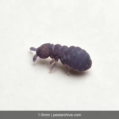 Collemboli (Pulci di terra, Collembola) | pestarchive.com