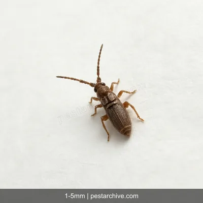 Collemboli (Pulci di terra, Collembola) | pestarchive.com