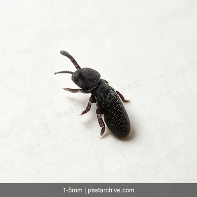 Collemboli (Pulci di terra, Collembola) | pestarchive.com