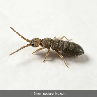 Collemboli (Pulci di terra, Collembola) | pestarchive.com