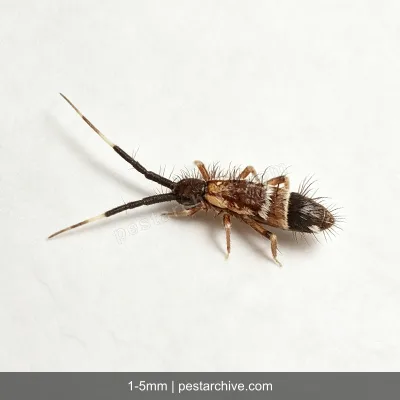 Collemboli (Pulci di terra, Collembola) | pestarchive.com