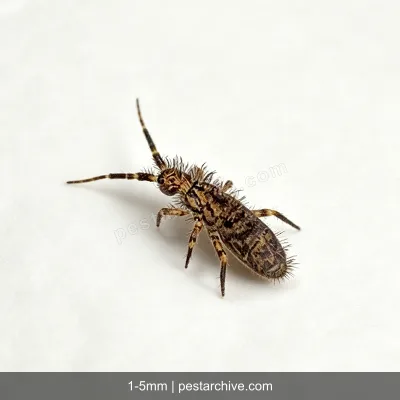 Collemboli (Pulci di terra, Collembola) | pestarchive.com