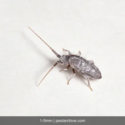 Springtails