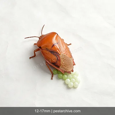 Stinkwanzen (Marmorierte Baumwanze, BMSB, Stinkkäfer) | pestarchive.com