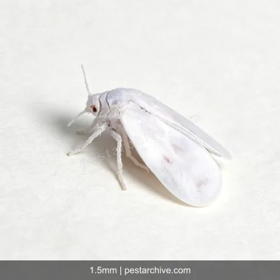 Aleurodidi (Aleurode delle serre, Mosca bianca del tabacco) | pestarchive.com