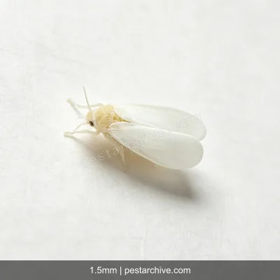 Aleurodidi (Aleurode delle serre, Mosca bianca del tabacco) | pestarchive.com