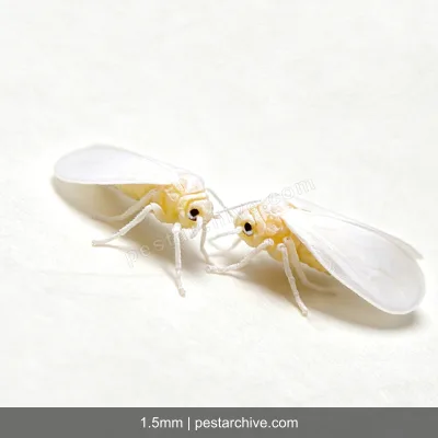 Aleurodidi (Aleurode delle serre, Mosca bianca del tabacco) | pestarchive.com